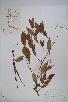 短柱絡石藏品圖，第1張