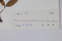 短柱絡石藏品圖，第2張