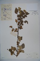 登錄號:S038113藏品圖，第1張