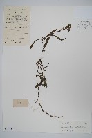 柳葉水蓑衣藏品圖，第1張