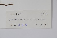 柳葉水蓑衣藏品圖，第2張