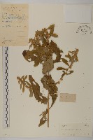 天名精藏品圖，第1張