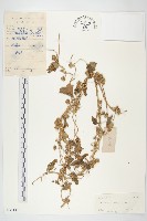 心萼薯藏品圖，第1張