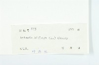 心萼薯藏品圖，第3張