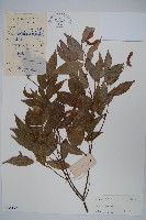 紅翅槭藏品圖，第1張