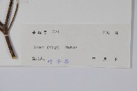 紅翅槭藏品圖，第2張