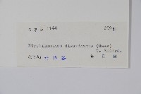 疏花馬藍藏品圖，第2張
