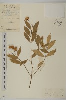 大果衛矛藏品圖，第1張