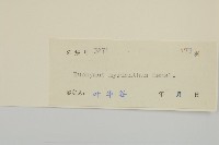 大果衛矛藏品圖，第3張