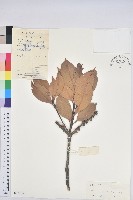 阿里山三斗石櫟、硬斗柯藏品圖，第1張