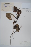 美麗獼猴桃藏品圖，第1張