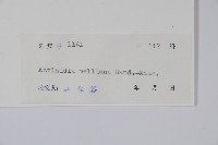 美麗獼猴桃藏品圖，第2張