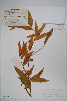 銳葉山柑藏品圖，第1張