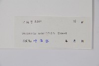 銳葉山柑藏品圖，第2張