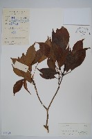 海南杞李參藏品圖，第1張