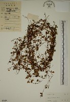 酢漿草藏品圖，第1張