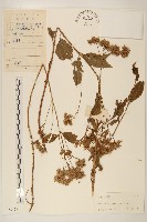 佩蘭、澤蘭藏品圖，第1張