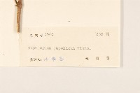 佩蘭、澤蘭藏品圖，第3張