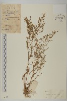 茵蔯蒿藏品圖，第1張