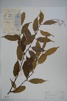 登錄號:S038196藏品圖，第1張