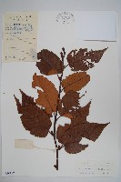 華南樺藏品圖，第1張