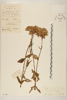 林氏澤蘭藏品圖，第1張