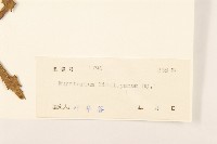 林氏澤蘭藏品圖，第3張