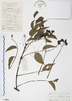 灰色木藍藏品圖，第1張