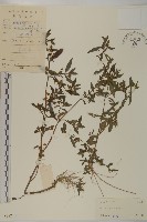 鱧腸藏品圖，第1張