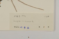 鱧腸藏品圖，第3張