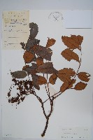 鹽膚木藏品圖，第1張