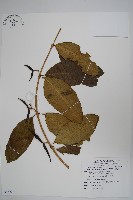 粗喙秋海棠藏品圖，第1張