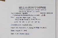 粗喙秋海棠藏品圖，第2張