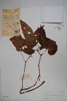 粗喙秋海棠藏品圖，第3張