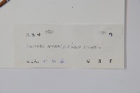 粗喙秋海棠藏品圖，第4張