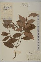 密花假衛矛藏品圖，第1張