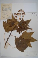 刺楸，蓖麻葉五加藏品圖，第1張