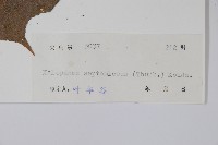 刺楸，蓖麻葉五加藏品圖，第2張