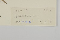 小艾、矮蒿藏品圖，第3張