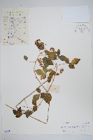 三葉五加、三加皮藏品圖，第1張