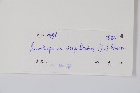 三葉五加、三加皮藏品圖，第2張