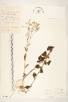 一枝香藏品圖，第1張