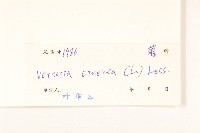 一枝香藏品圖，第3張