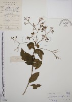 大青藏品圖，第1張