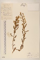 六角草藏品圖，第1張