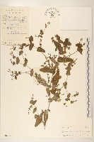 苦實菜藏品圖，第1張