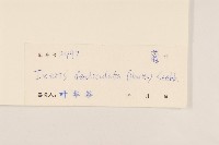 苦實菜藏品圖，第3張