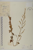角菜、珍珠菜藏品圖，第1張
