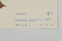 角菜、珍珠菜藏品圖，第3張