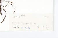 日本菟絲子藏品圖，第3張